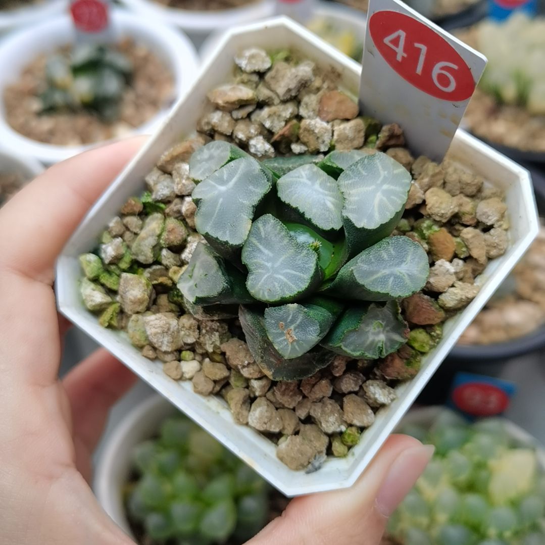 416号白瓷万象锦一物一拍带盆土发货