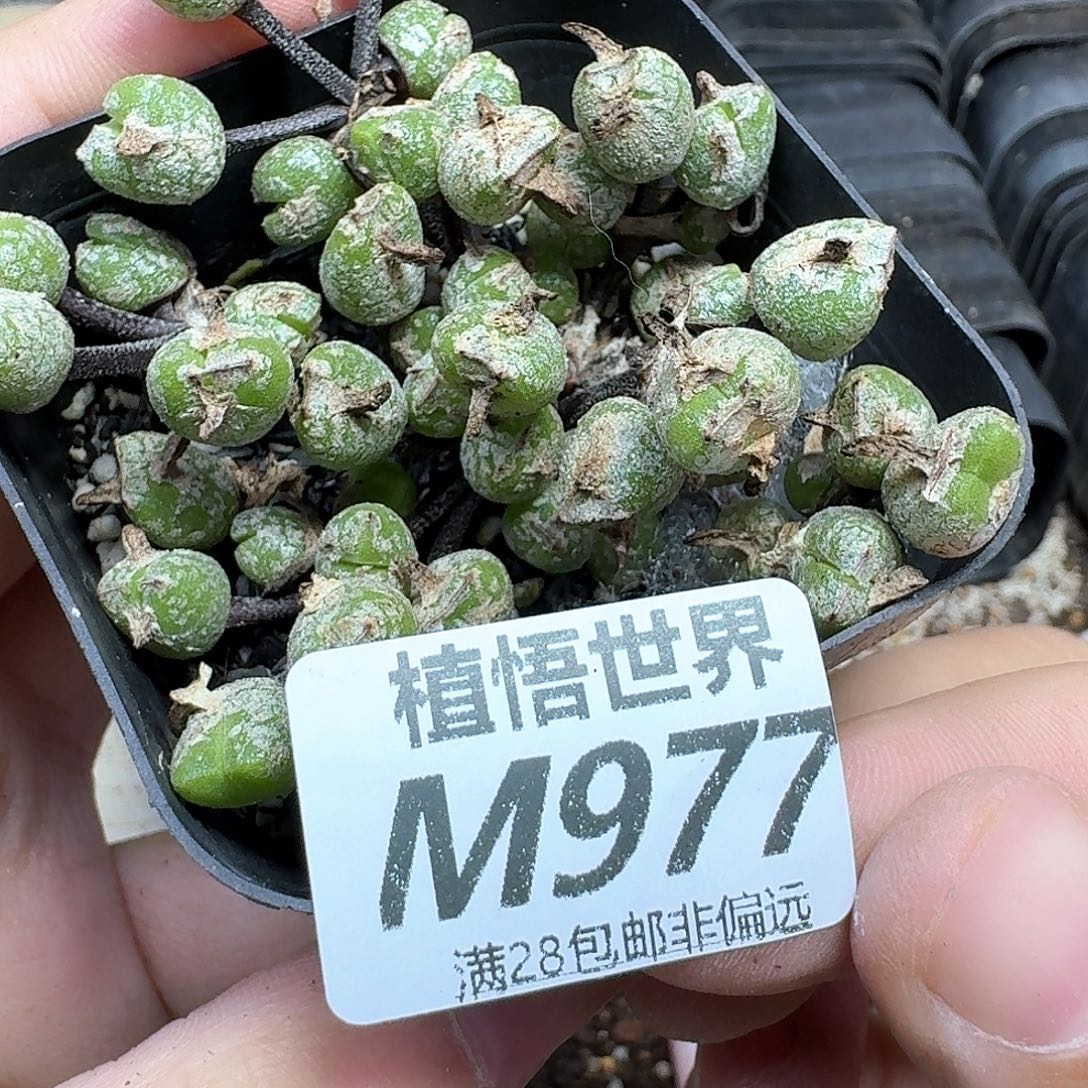 多肉植物的润泽和dc