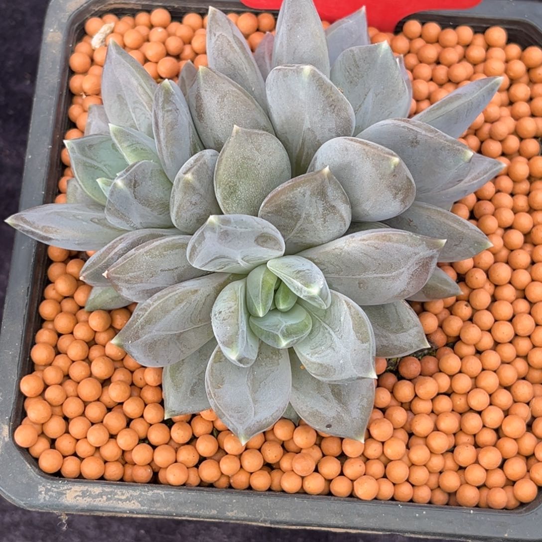 作***虎14128号上午多肉植物群生多肉植物