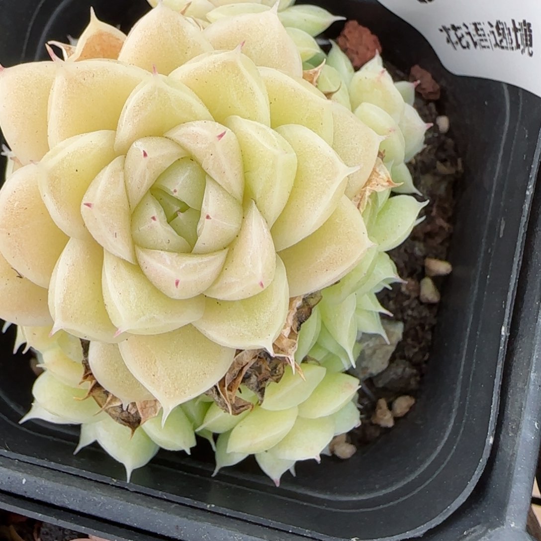 花语逸境0216-511散