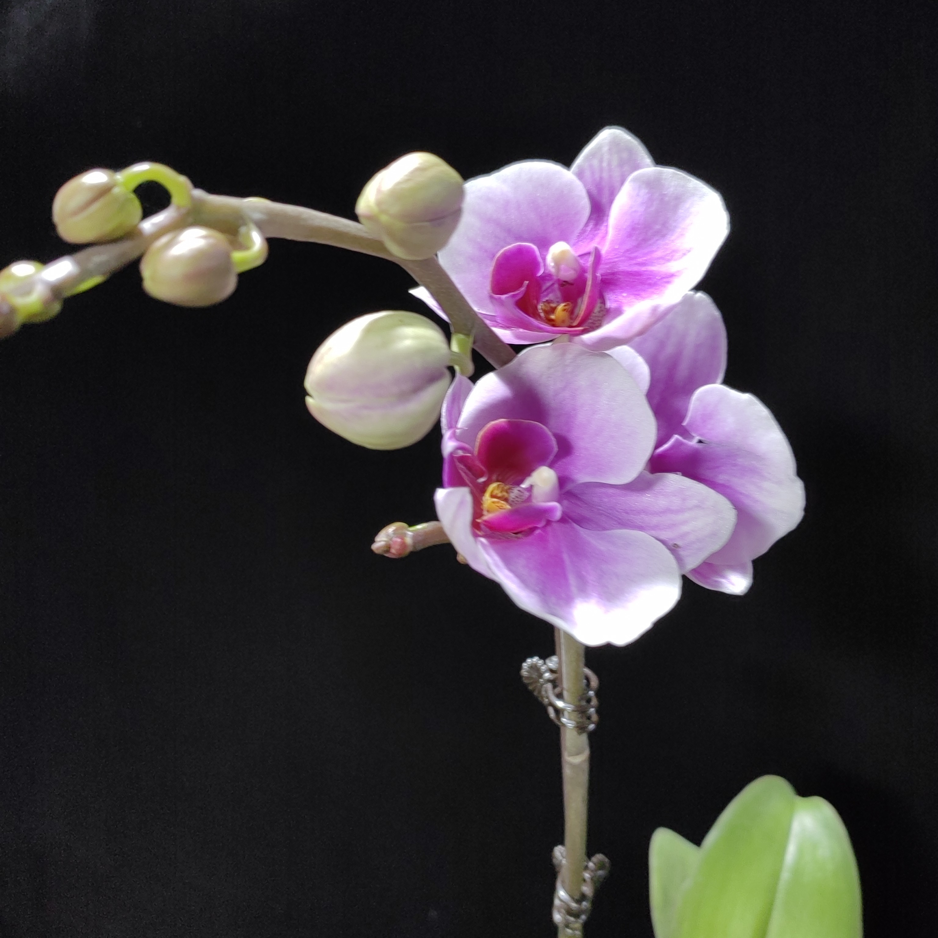 蝴蝶兰【绝代双骄开花株】基地直发