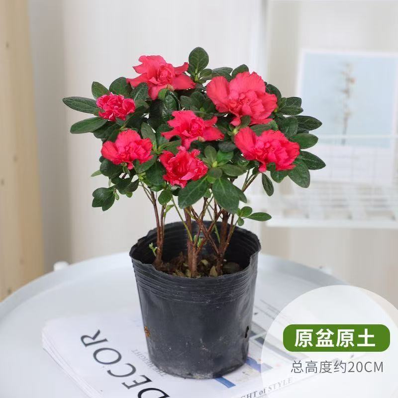 四季杜鹃开花不断映山红室外庭院绿化小苗花卉红色花苞盆栽小苗