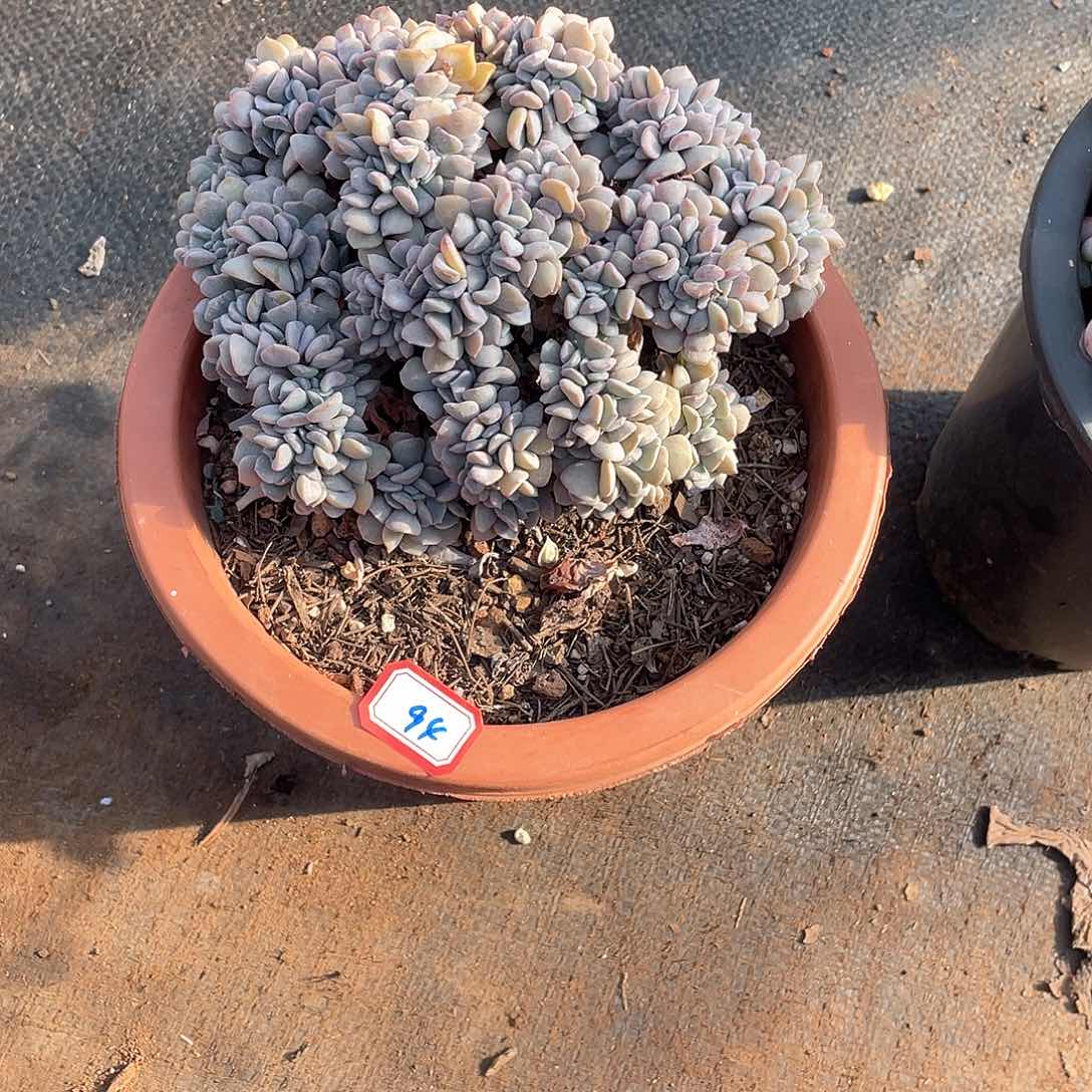 94雪精灵缀化 一物一拍多肉