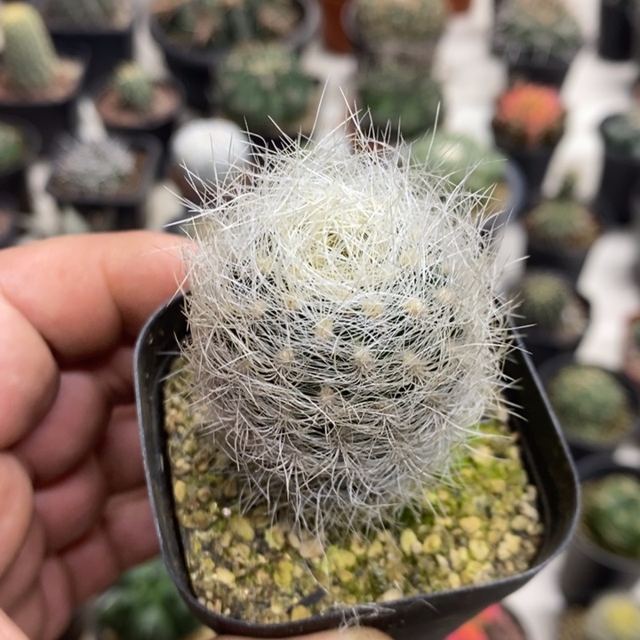 实生浑伦玉特价福利