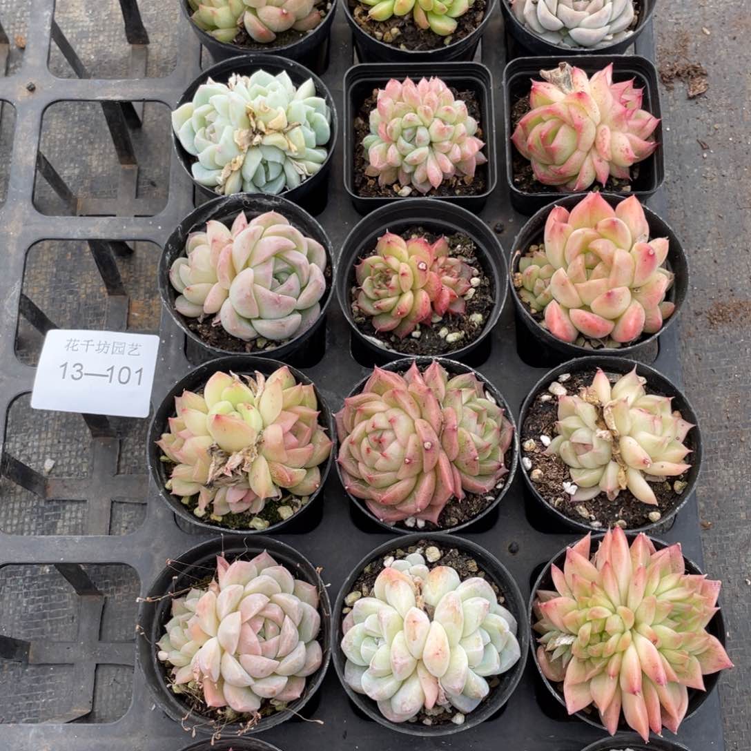 一物一拍18棵13-101