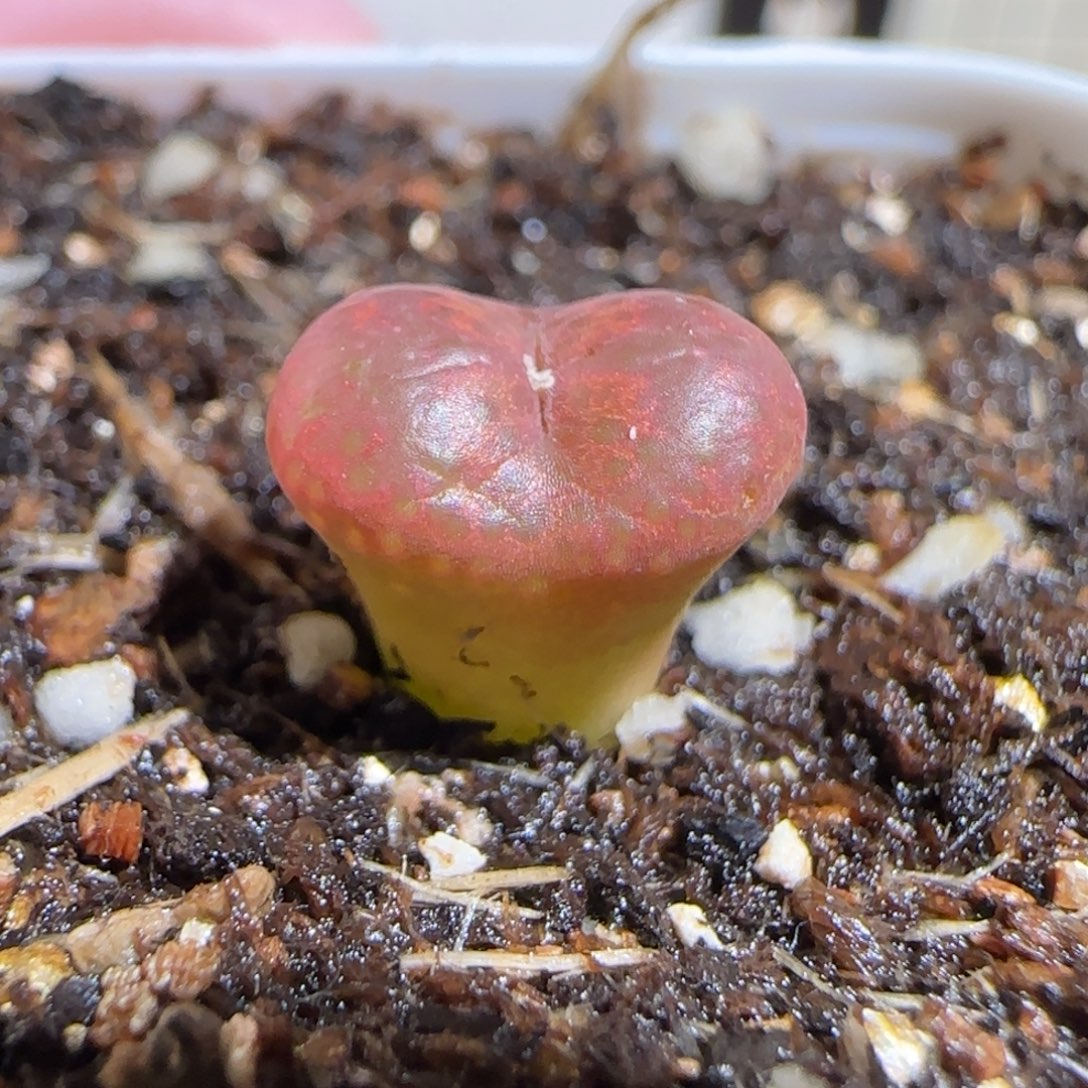 肉锥多肉植物组合-酒红勋章有疤433