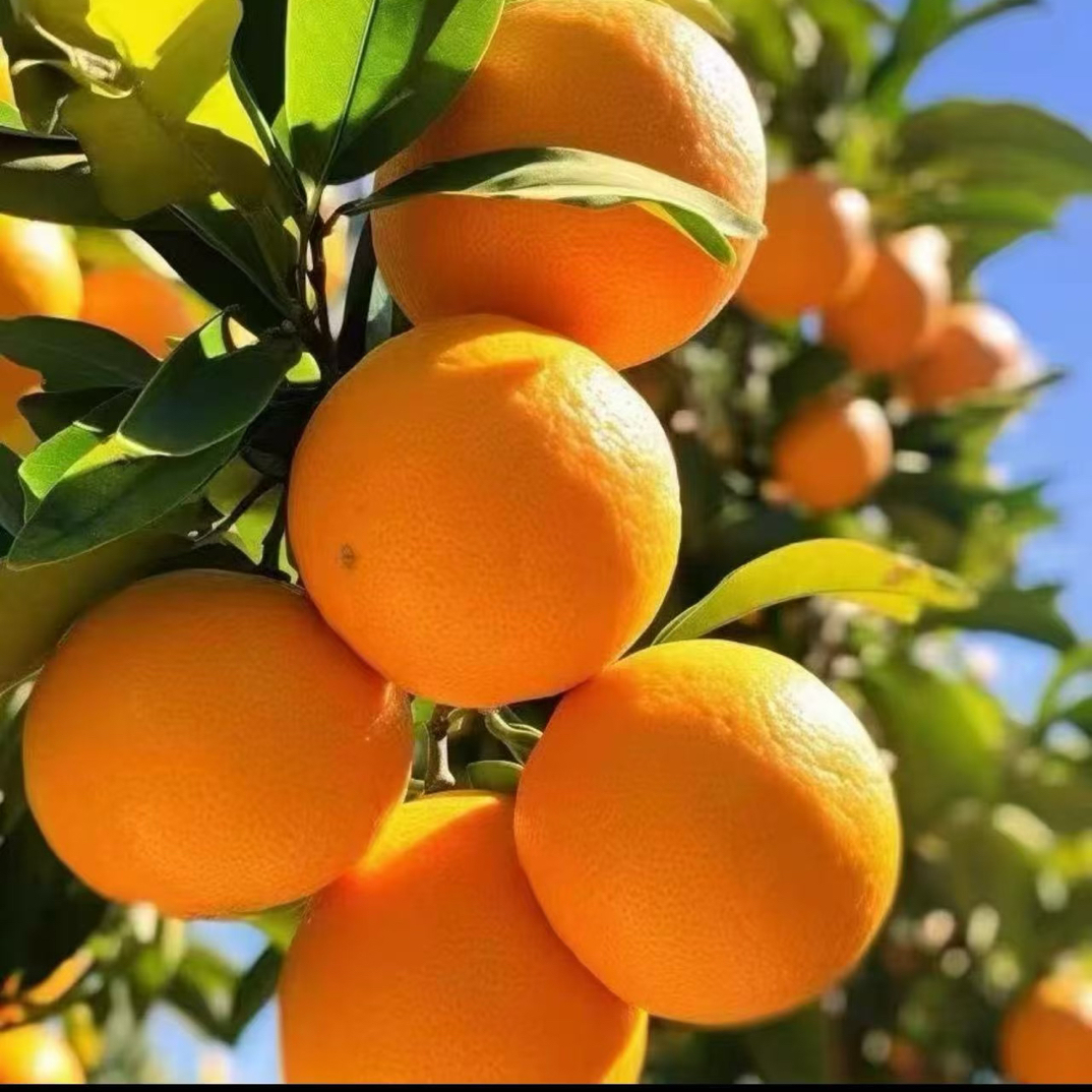 湖南石门纽荷尔脐橙当季新鲜甜橙子，纽荷尔脐橙5斤/9斤装，包邮