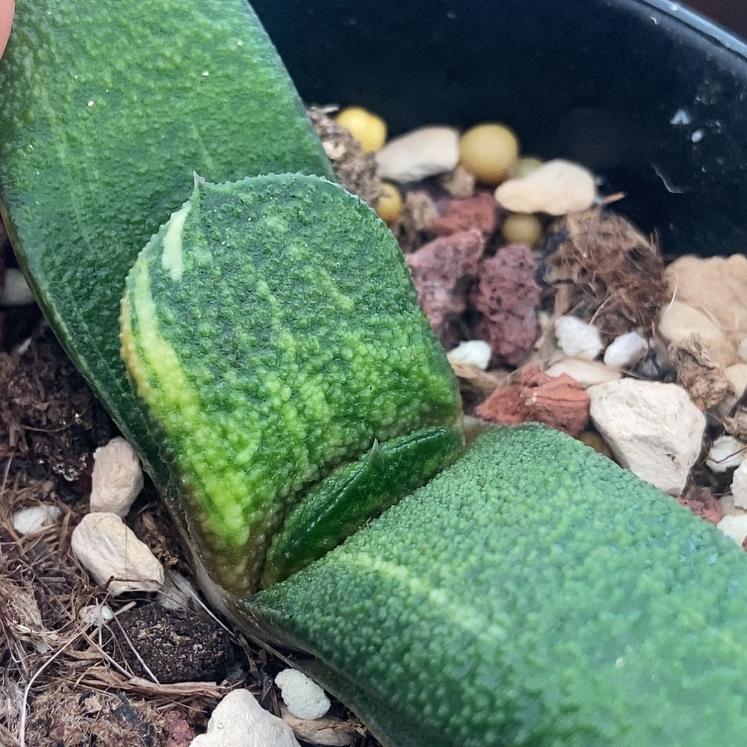 17达摩黑莺实生锦带盆发货