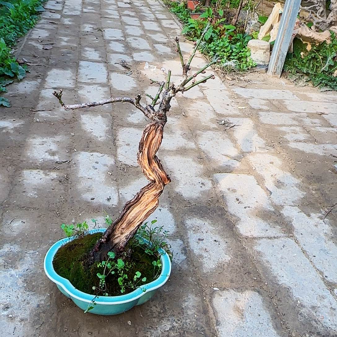 可***乐无花朵发货架没茉莉了