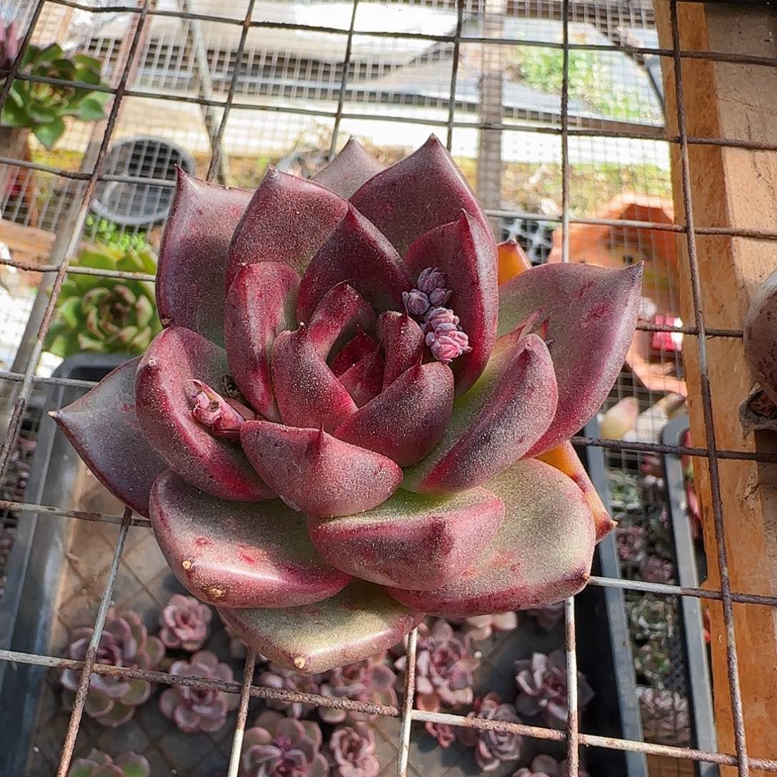 东云一物一拍两颗包邮