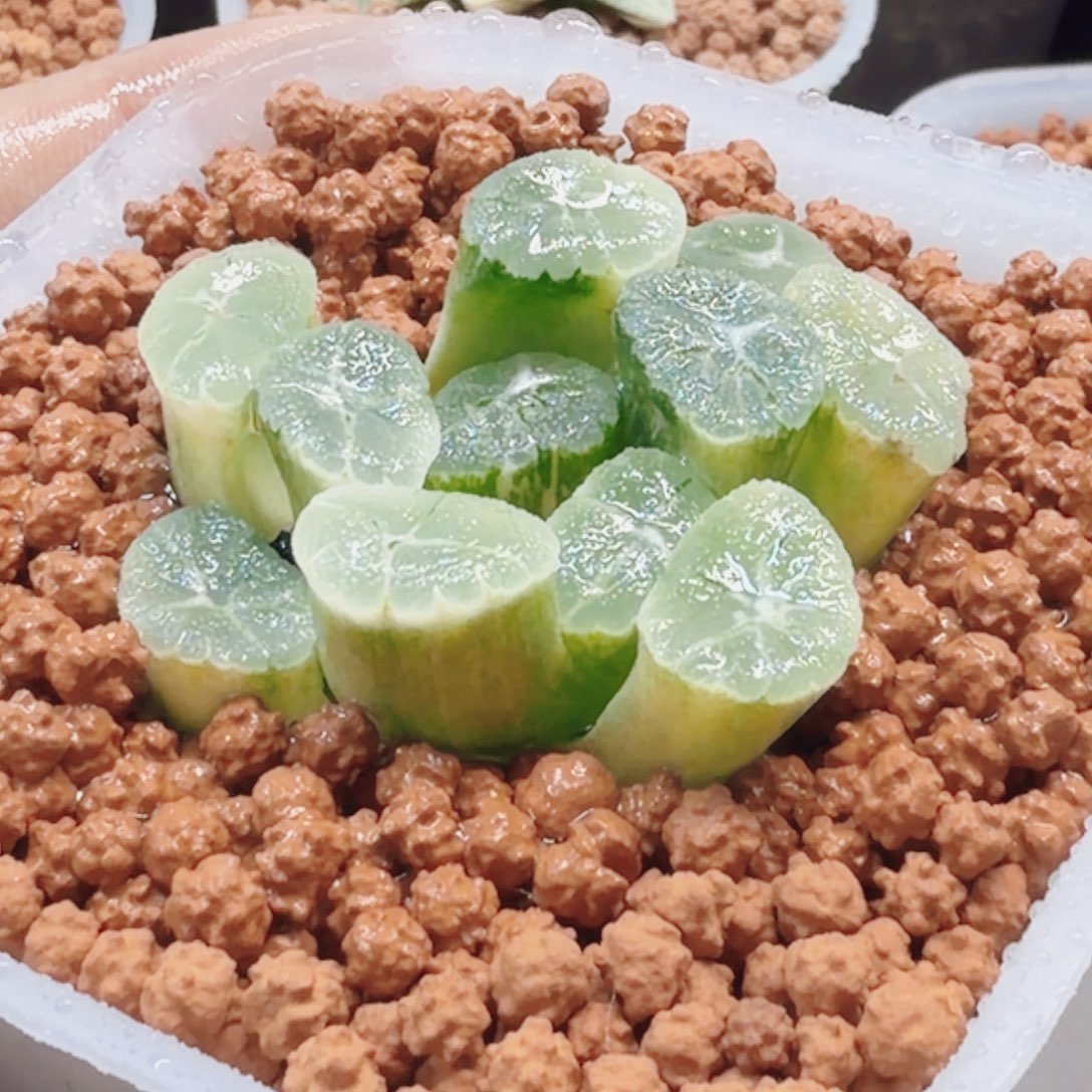 十二卷实生万象锦糊班