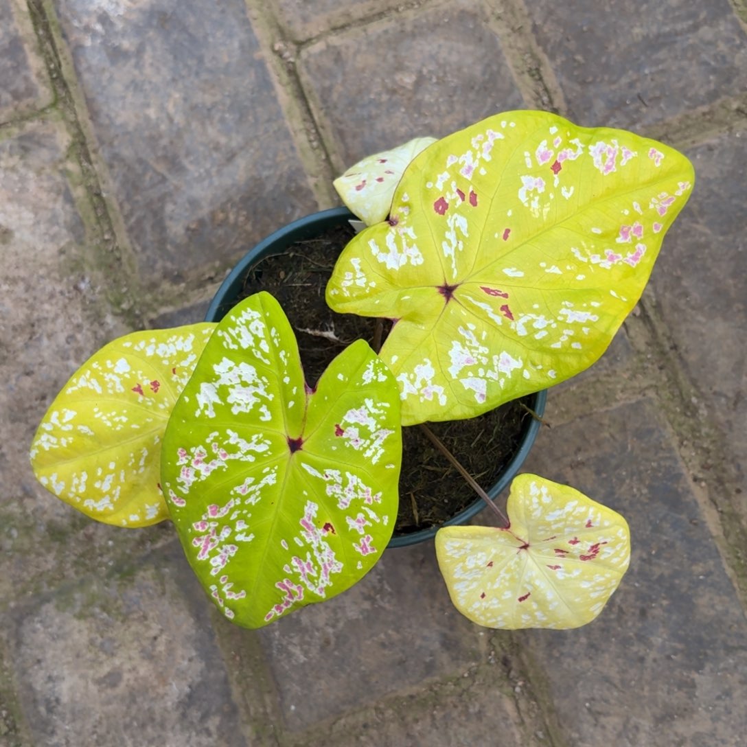 n***l金银泰国彩叶芋77-1202