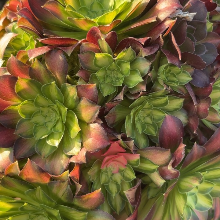 韶华多肉断枝不包22