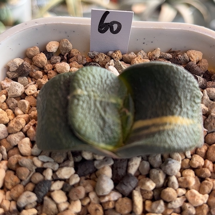 60脱土发货11111111