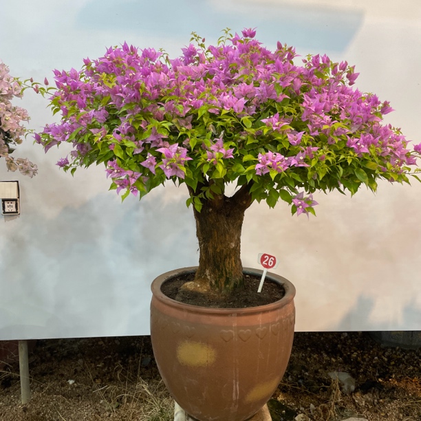 浓香型重瓣三角梅老桩四季开花耐寒易活室内阳台庭院花卉盆栽