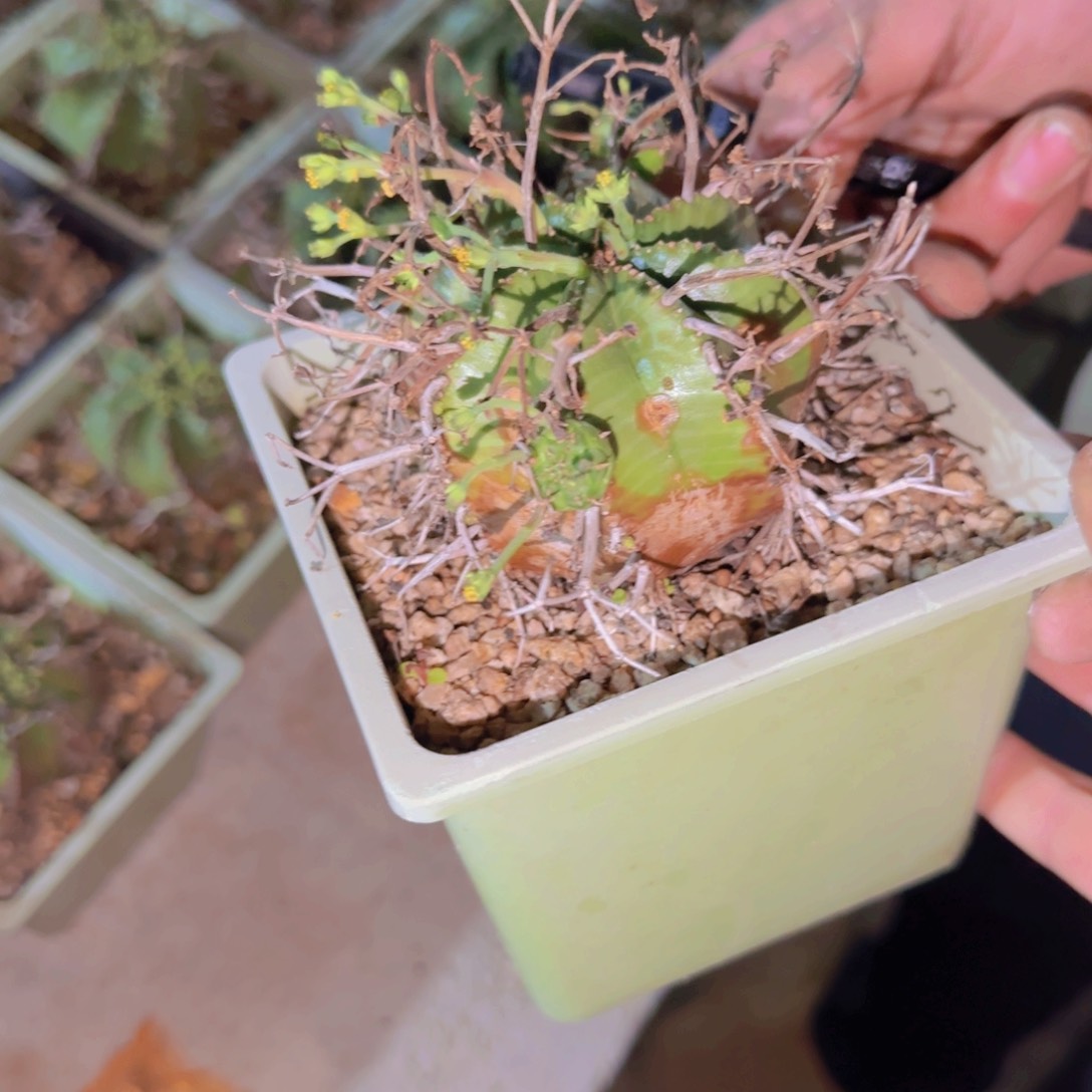 /****/块根植物块根植物