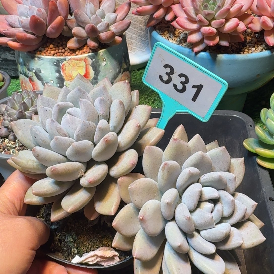 胖美人多肉植物331