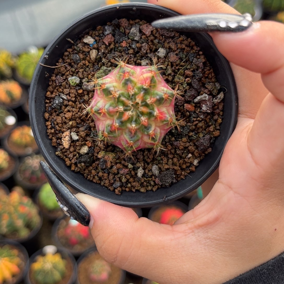 海神锦  带盆土发货