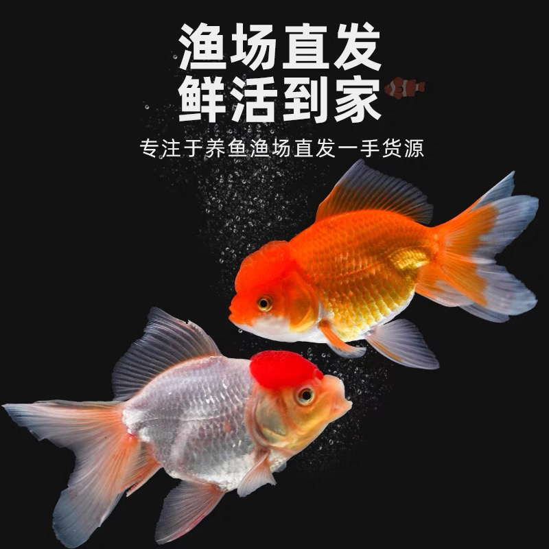 【金鱼】 17只 新手观赏鱼 包邮 2-5公分 随机混搭不支持指定