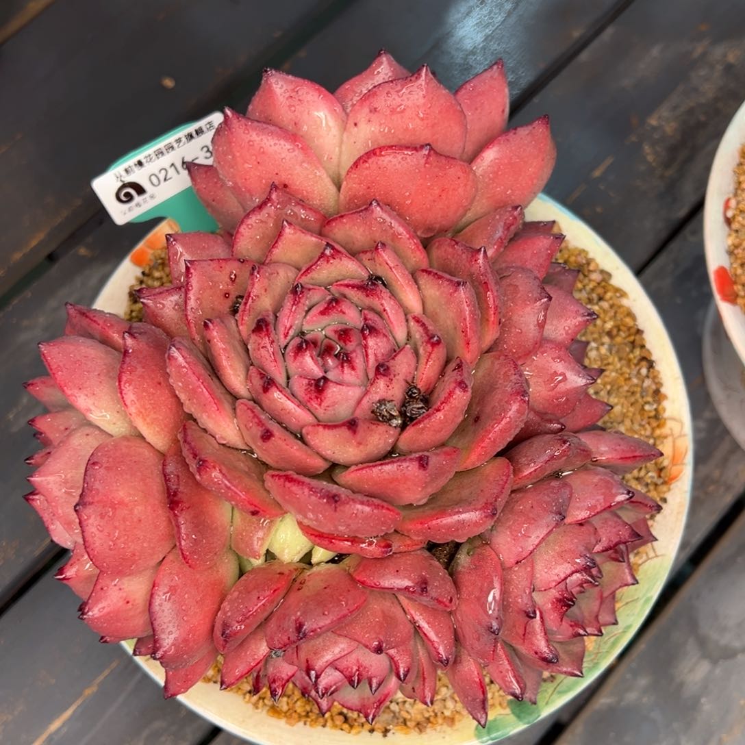 从前慢多肉精选编号0216.327