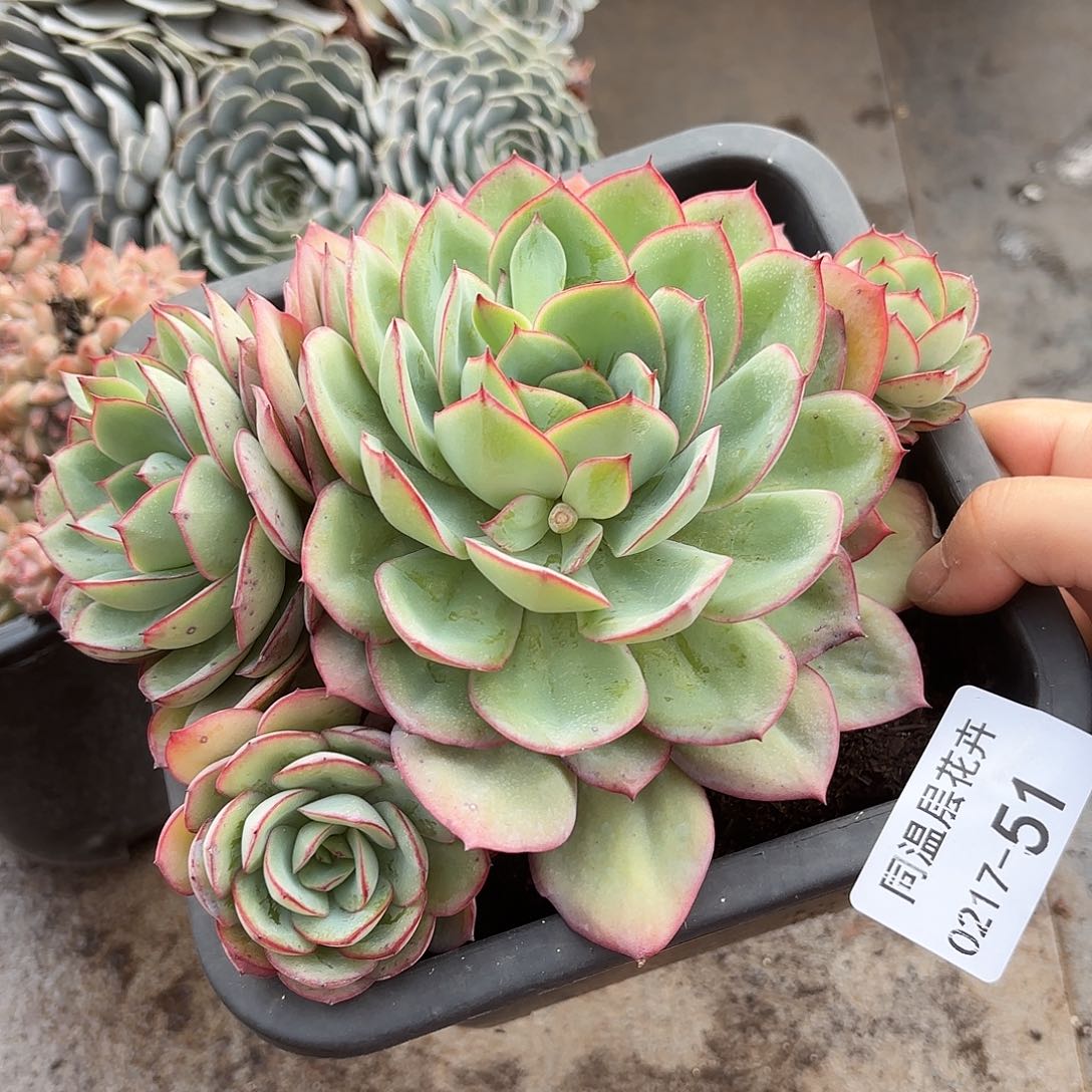 同温层多肉牡丹亭51