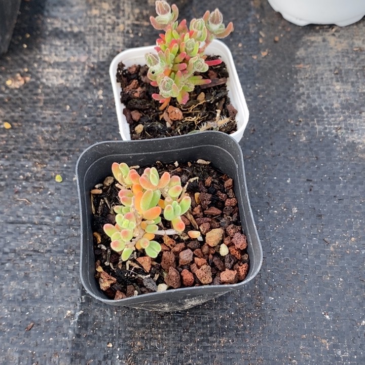 多肉两颗枝干蕃杏，一单包邮