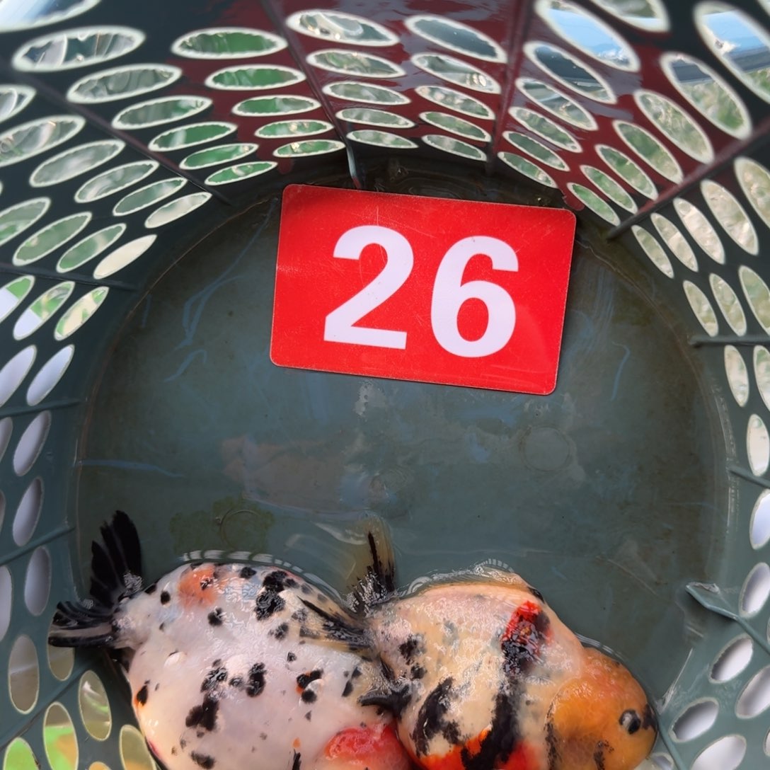 26包邮到家嘿嘿嘿嘿嘿嘿嘿嘿