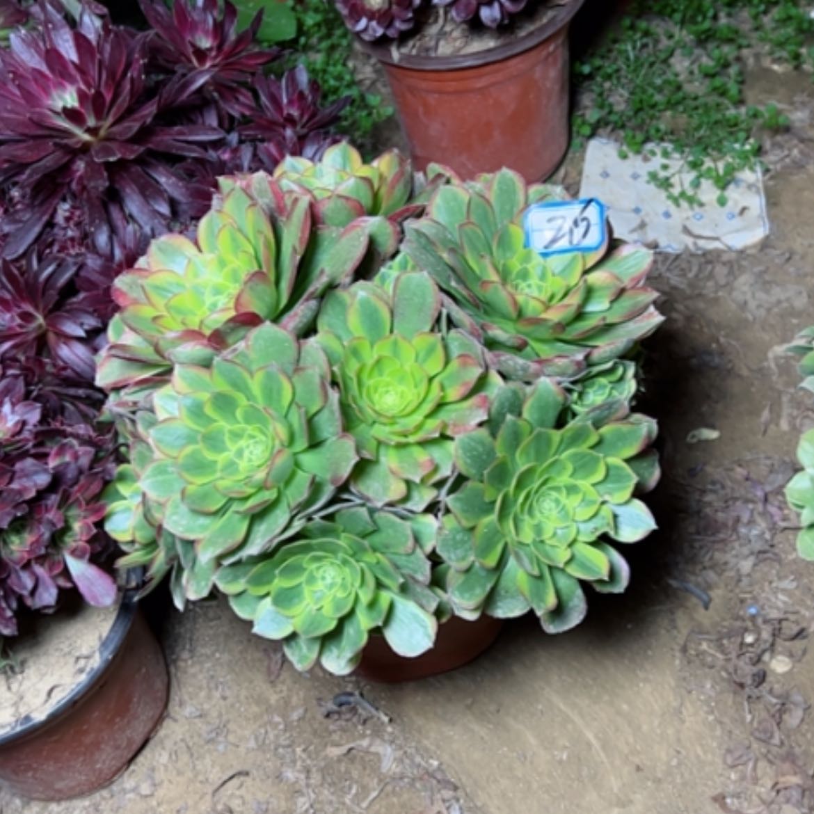 【闪购商品】海****?多肉植物奶白26