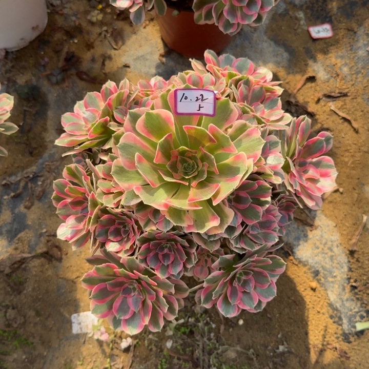 粉女郎多肉植物绿植5