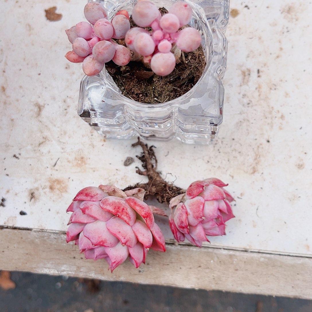 我****侧影一颗婴儿手指一颗水晶盆一个