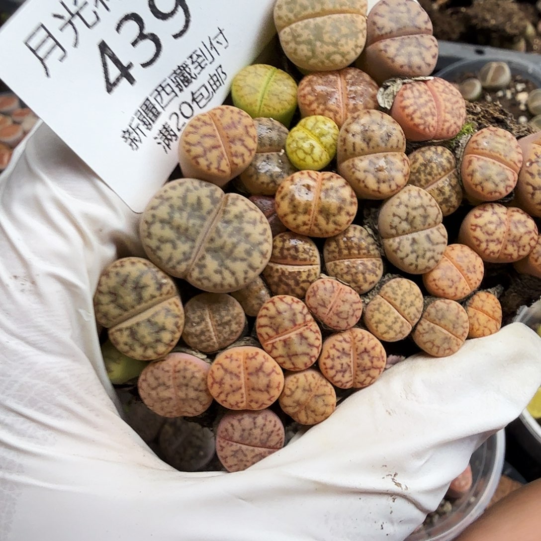 你好帅气喔啊打的439不