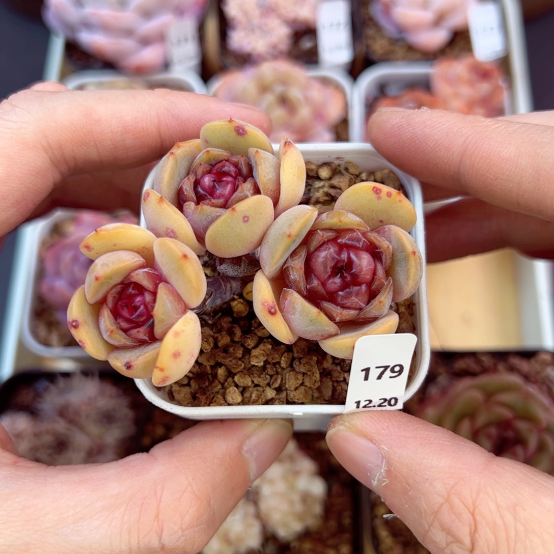 好好看179、哈哈哈哈