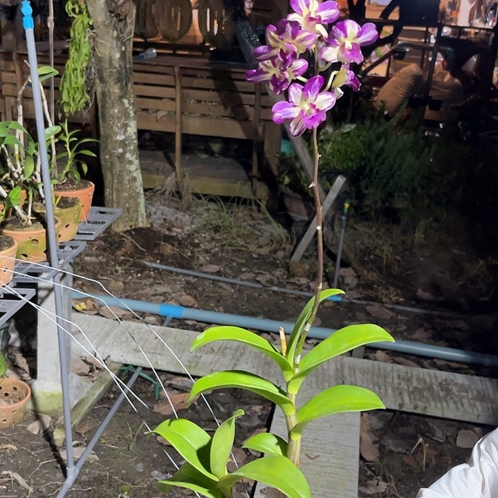 当前无花朵，栽培后可花朵紫天娇644