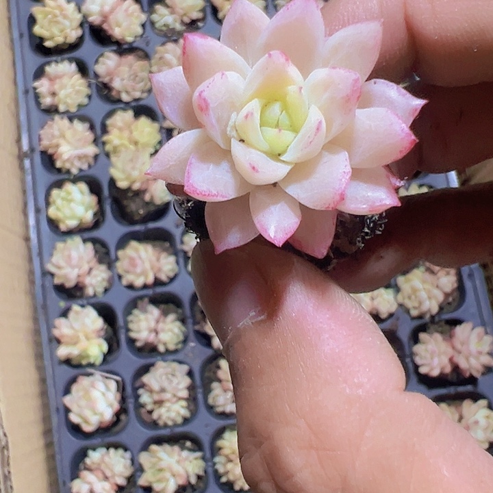 粉色女王精品多肉植物大战