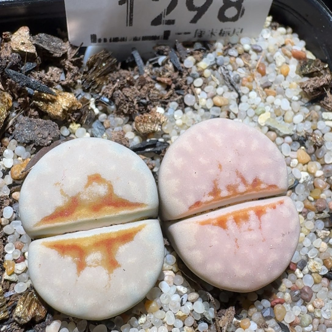 Zzz冬天真便宜1298