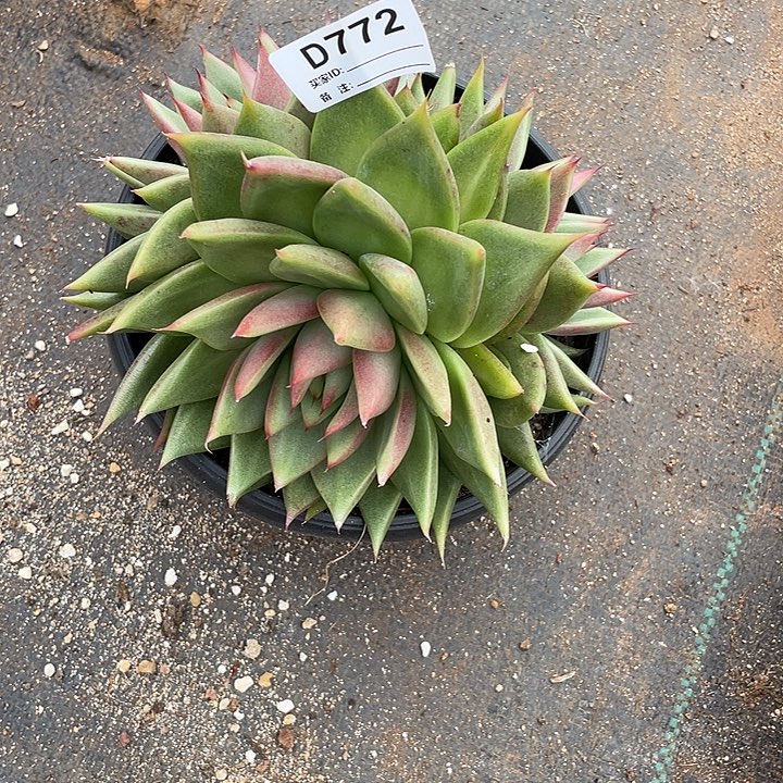 若如东云单拍D772