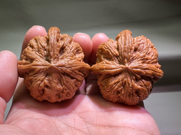 华北将军膀三棱异形粗筋粗棱大自然的野性和力量和灵气麻核桃