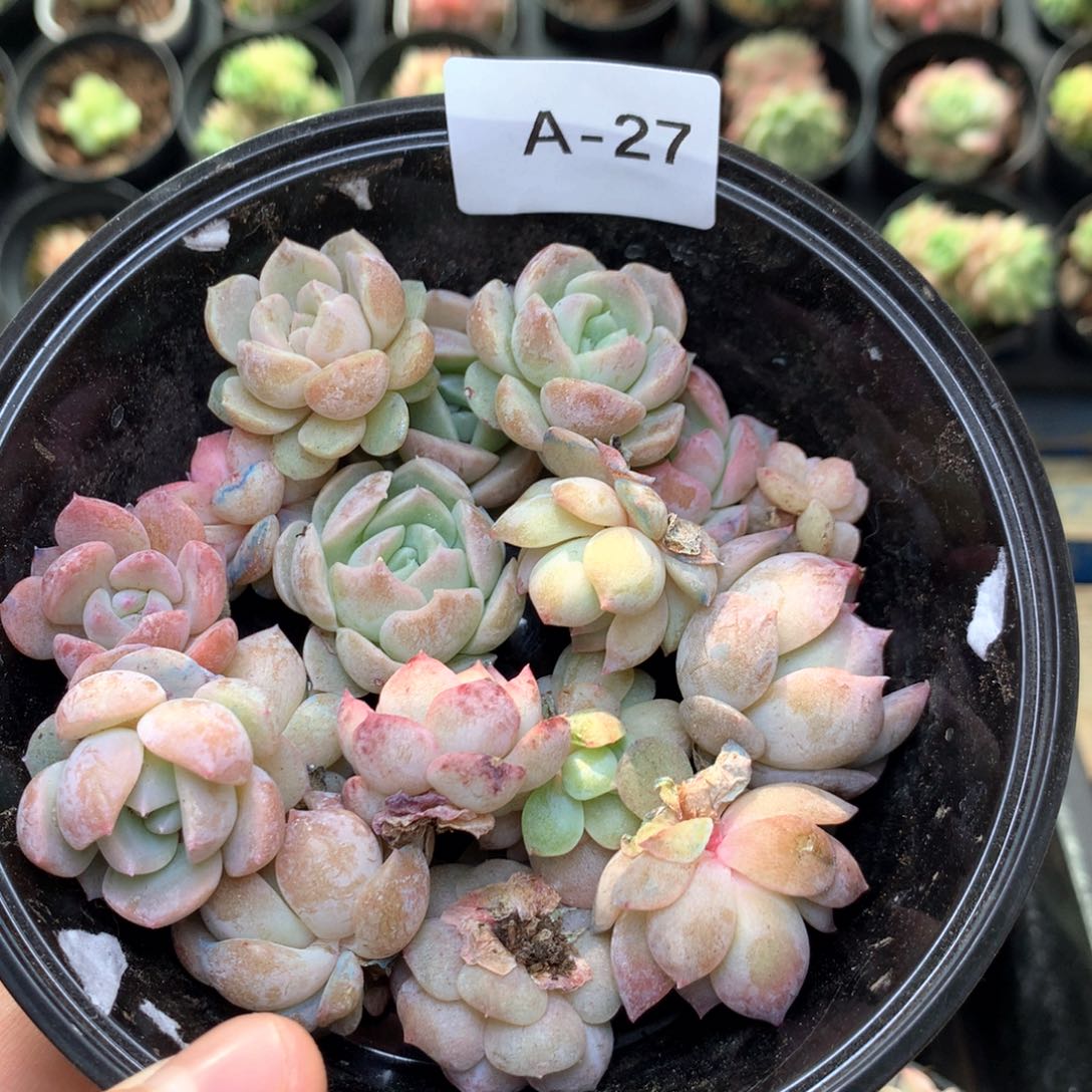 A27 珍妮糖心巫拉拉组合