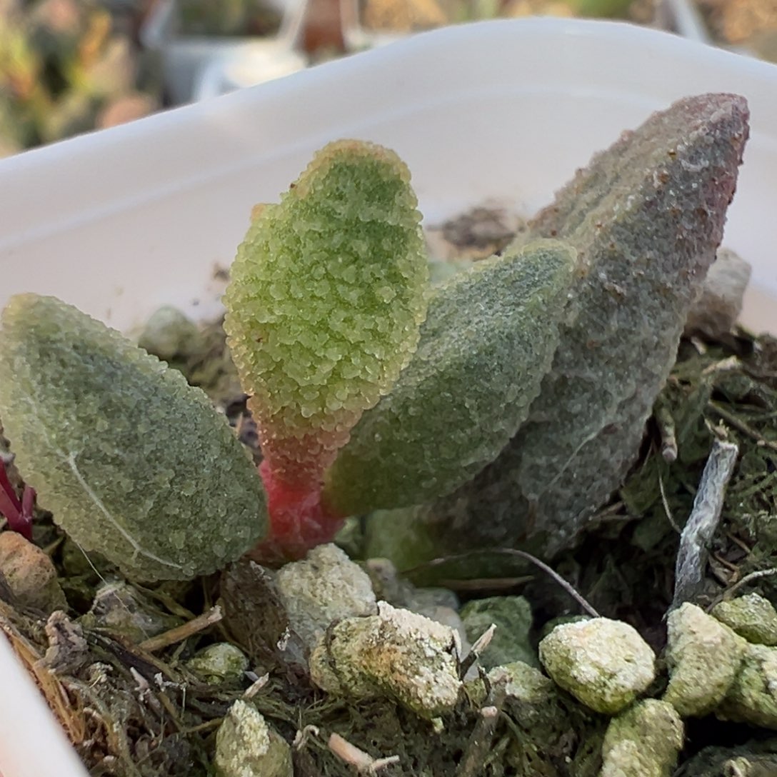 实生新品大苗多肉植物