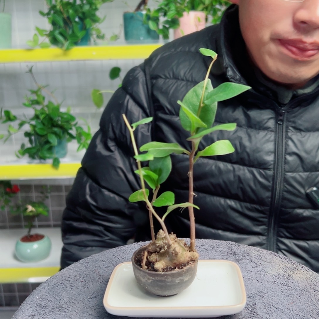 冬***松无花朵30                    