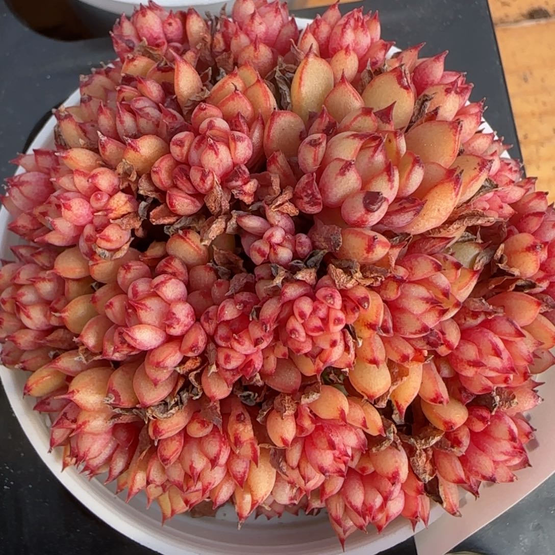 花语逸境0212-124