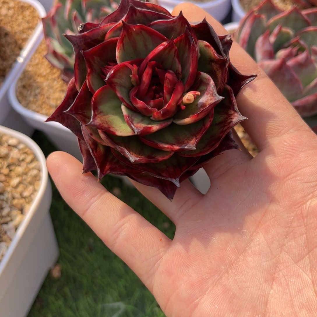 兔*惊鸿仙子一物一拍