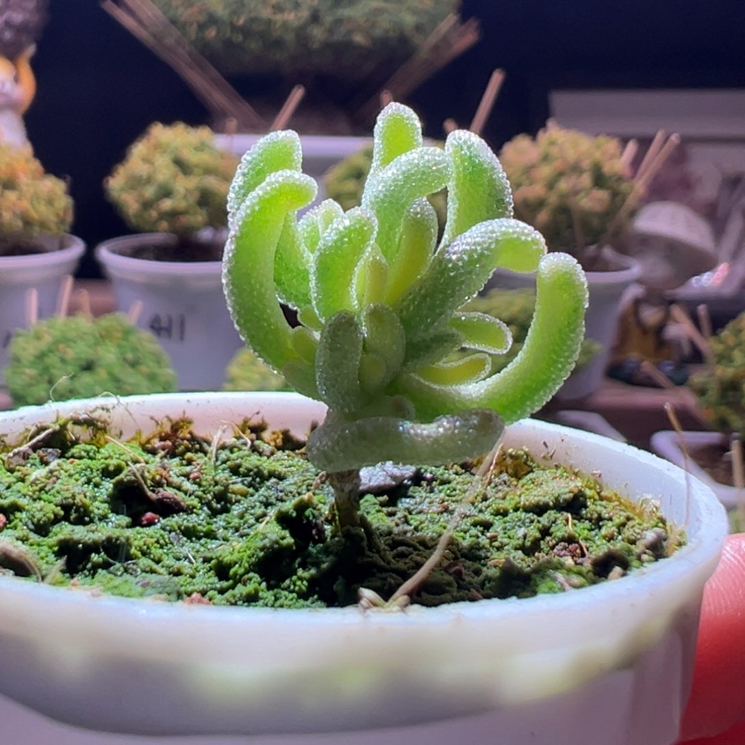 541钻石黄一物一拍带盆土发货