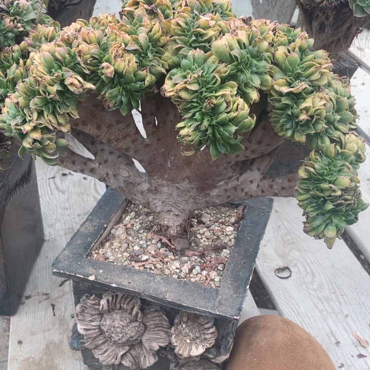 多肉的大长鼻啊呜呜太绝咯