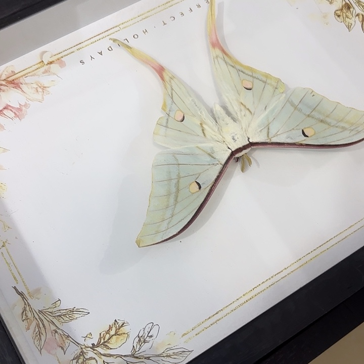 ****蝴蝶标本定制161@