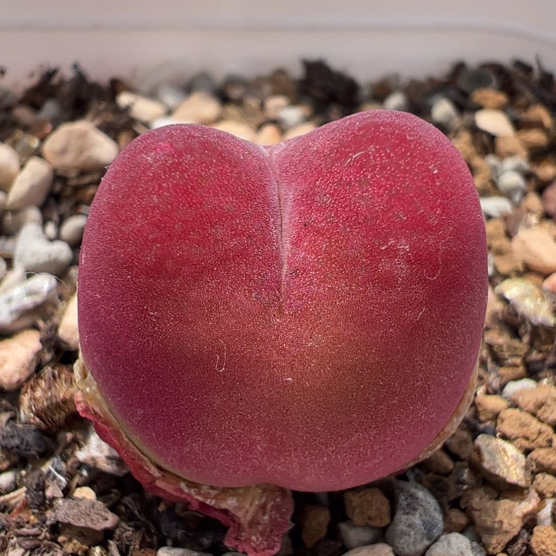 752多肉植物百科