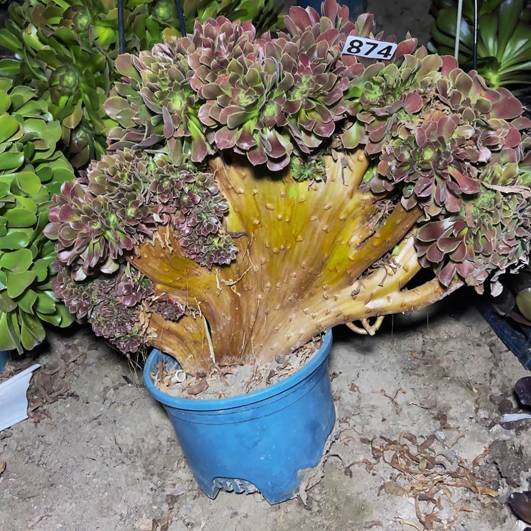 玫瑰法师13-19包邮法师