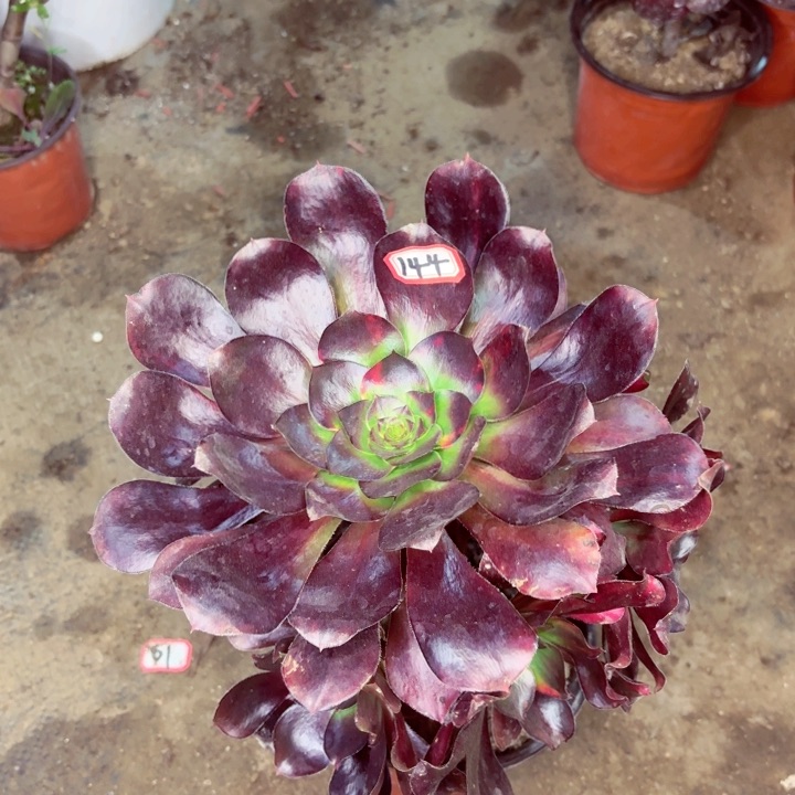 巫毒法师多肉144.