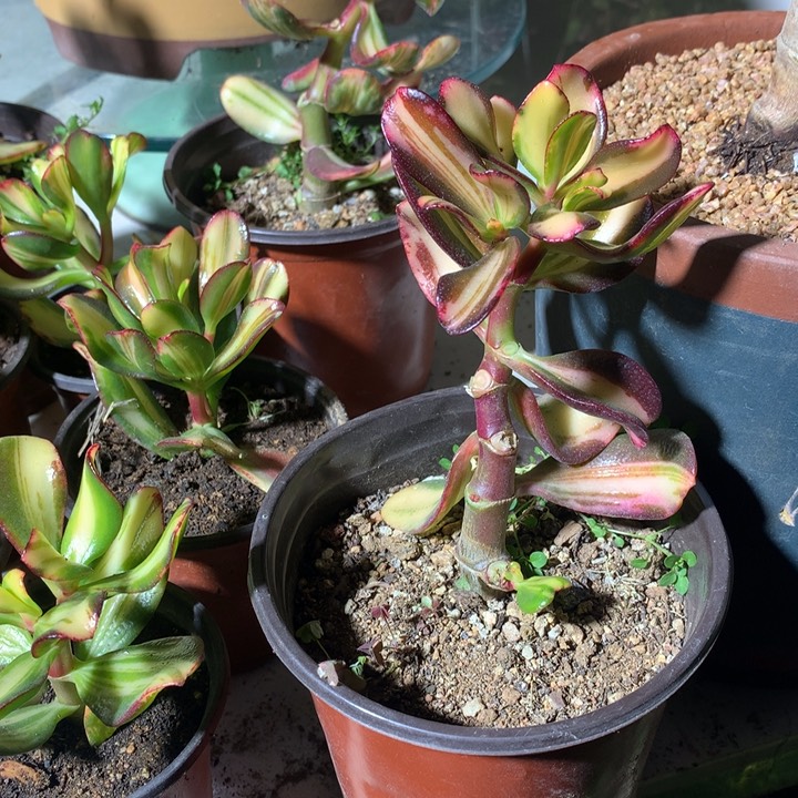 刘*B26卷叶1棵脱土发货