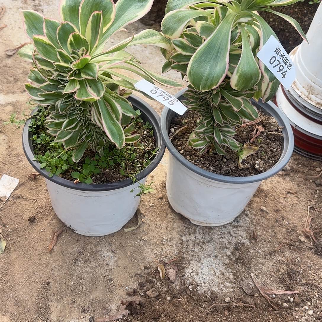 燕子锦缀多肉植物794-95